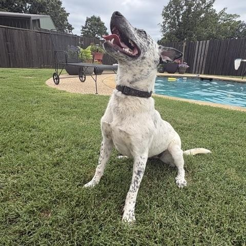 Enlarge TROUBLE, a Adoptable mixed breed in Dallas, TX image 2/3