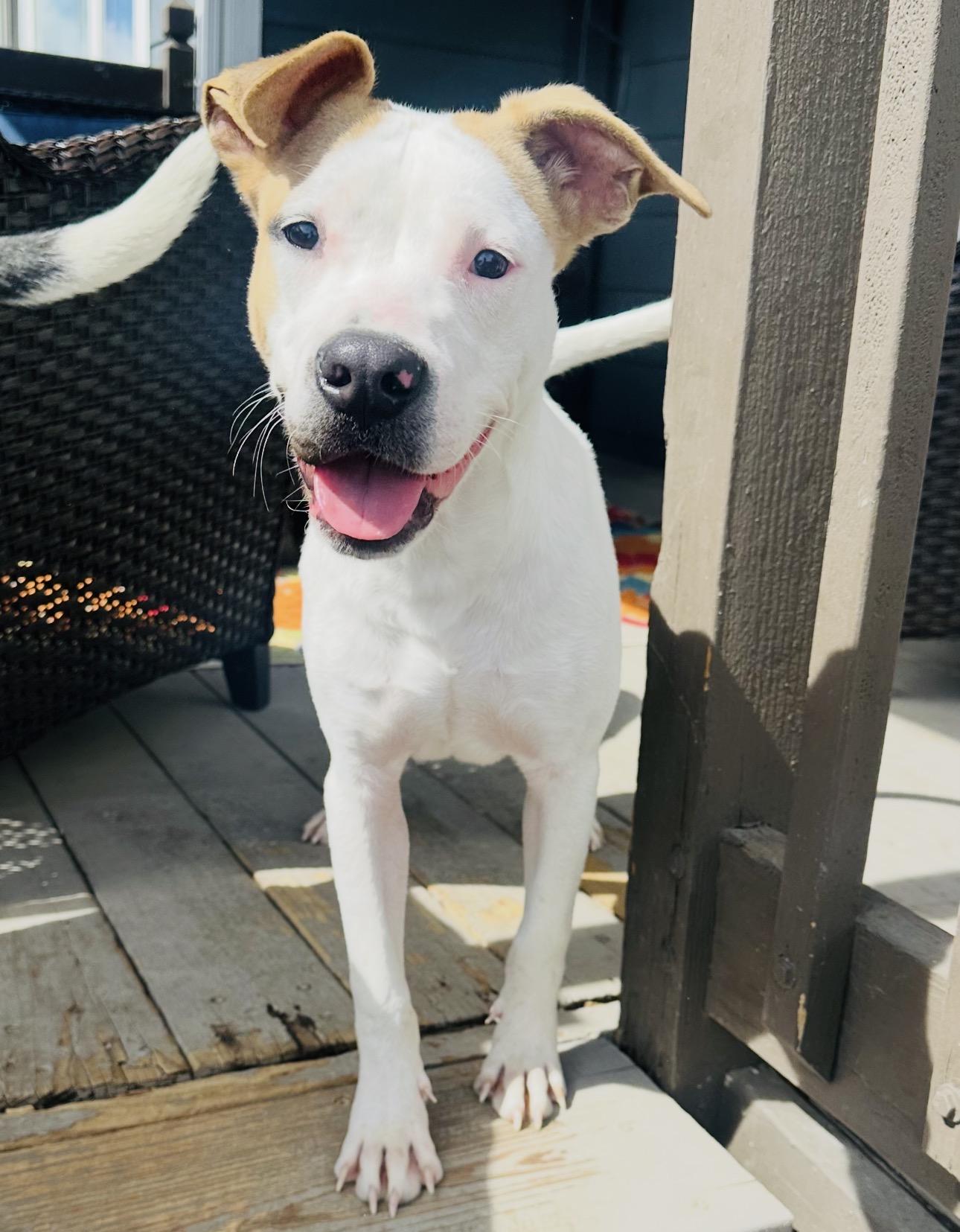 Inks, ADOPTABLE, Young Male American Staffordshire Terrier & Bull Terrier.