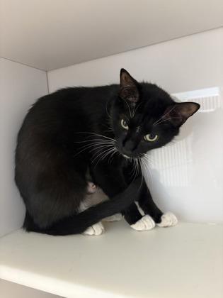 Panda, Adoptable, Adult Female Domestic Short Hair & Domestic Short Hair.