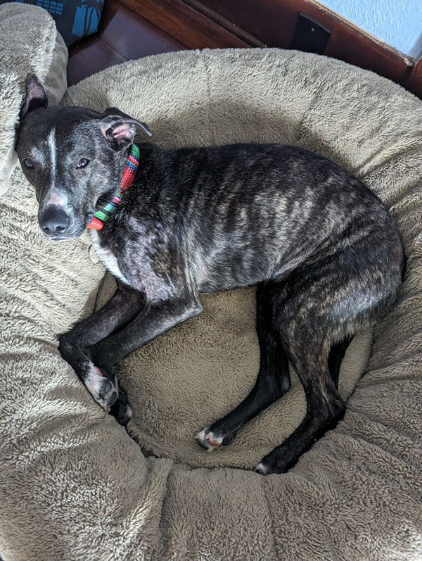 Enlarge Bugsby  *Courtesy post. Out of town pet. See below for details*, a Adoptable Pit Bull Terrier in Eagle, ID image 4/4