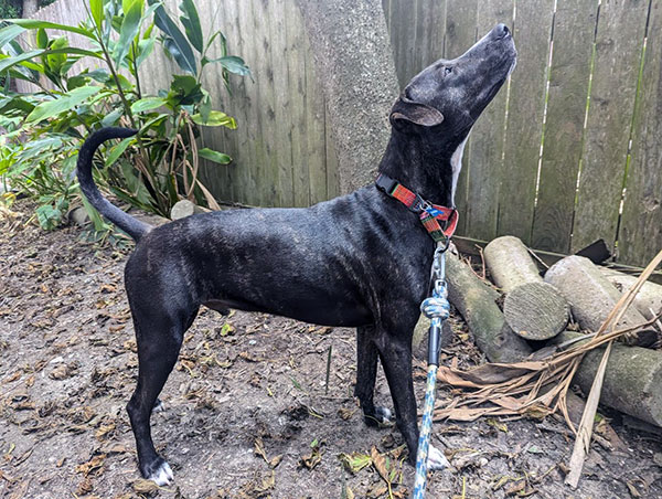 Enlarge Bugsby  *Courtesy post. Out of town pet. See below for details*, a Adoptable Pit Bull Terrier in Eagle, ID image 3/4