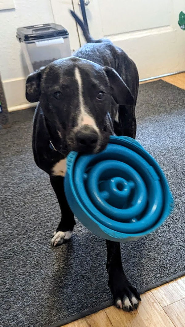 Enlarge Bugsby  *Courtesy post. Out of town pet. See below for details*, a Adoptable Pit Bull Terrier in Eagle, ID image 2/4