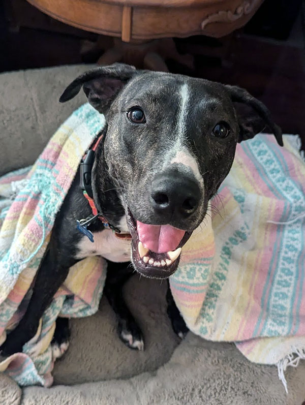 Enlarge Bugsby  *Courtesy post. Out of town pet. See below for details*, a Adoptable Pit Bull Terrier in Eagle, ID image 1/4