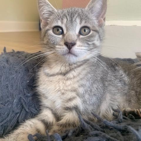 Taylor girl, Baby Female Domestic Short Hair