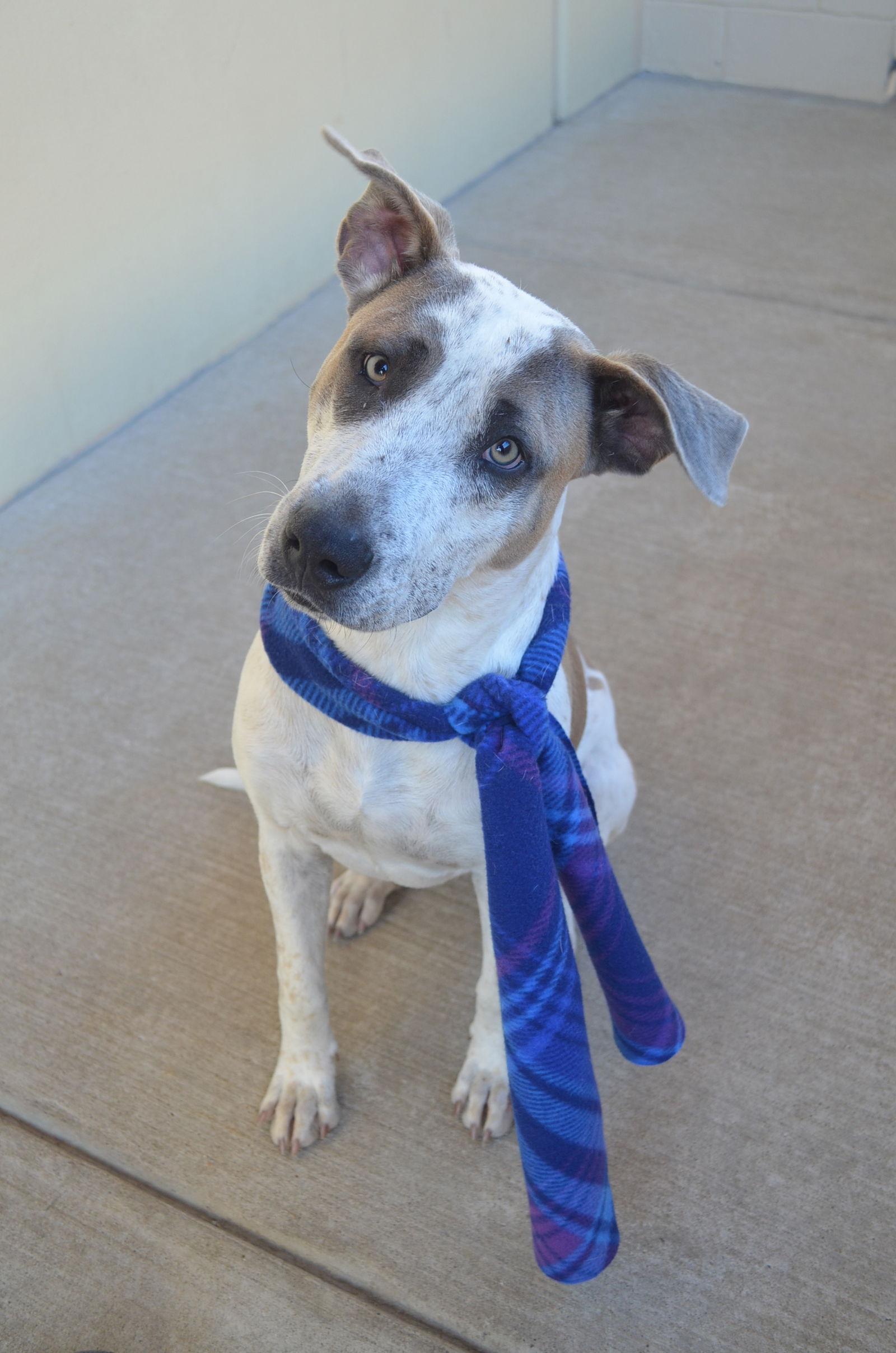 Brisket, Adoptable, Young Male Australian Cattle Dog / Blue Heeler.