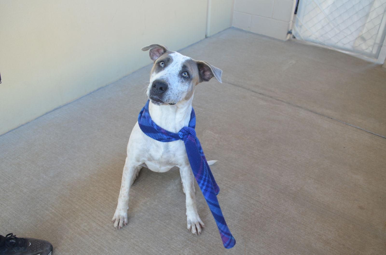 Enlarge Brisket, a Adoptable Australian Cattle Dog / Blue Heeler in McKinney, TX image 2/3