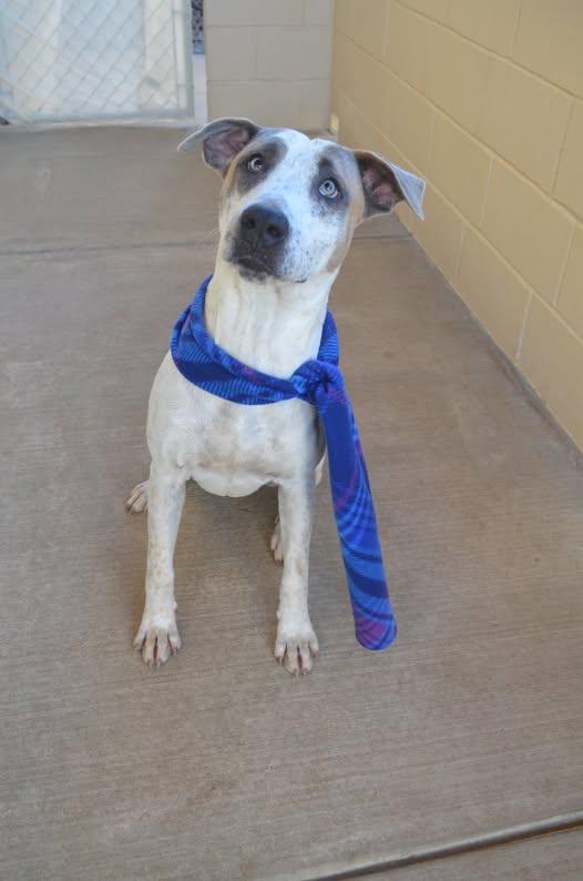 Enlarge Brisket, a Adoptable Australian Cattle Dog / Blue Heeler in McKinney, TX image 3/3