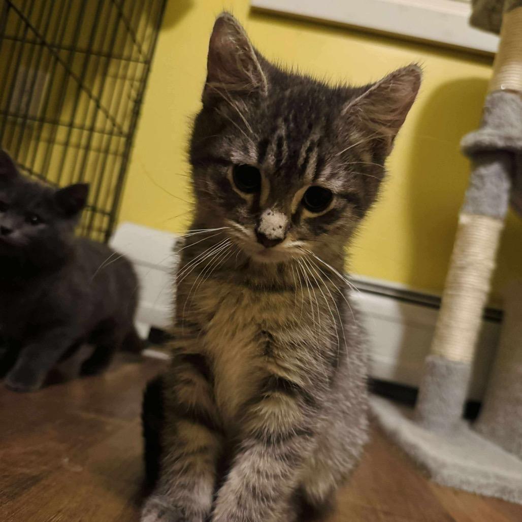 Poutine K3, Adoptable, Kitten Male Domestic Short Hair.