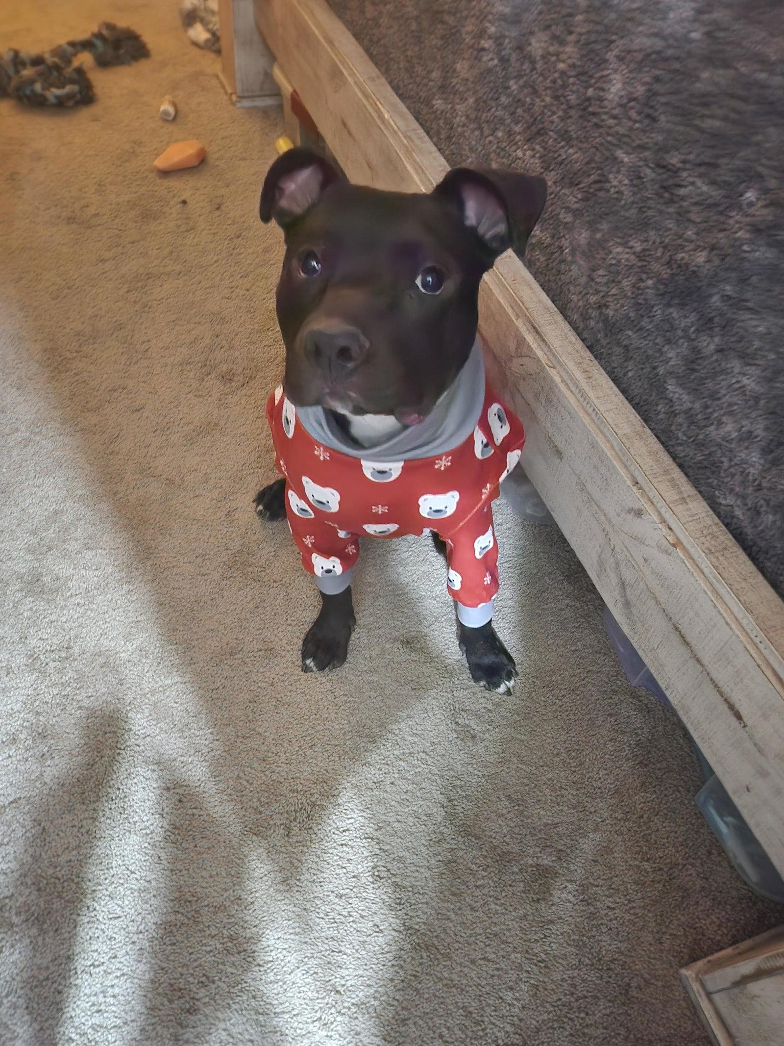 Enlarge PARKER, a Adopted mixed breed in Chandler, AZ image 1/3