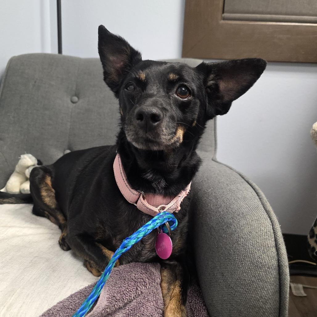Emma, Adoptable, Senior Female Miniature Pinscher & Chihuahua.