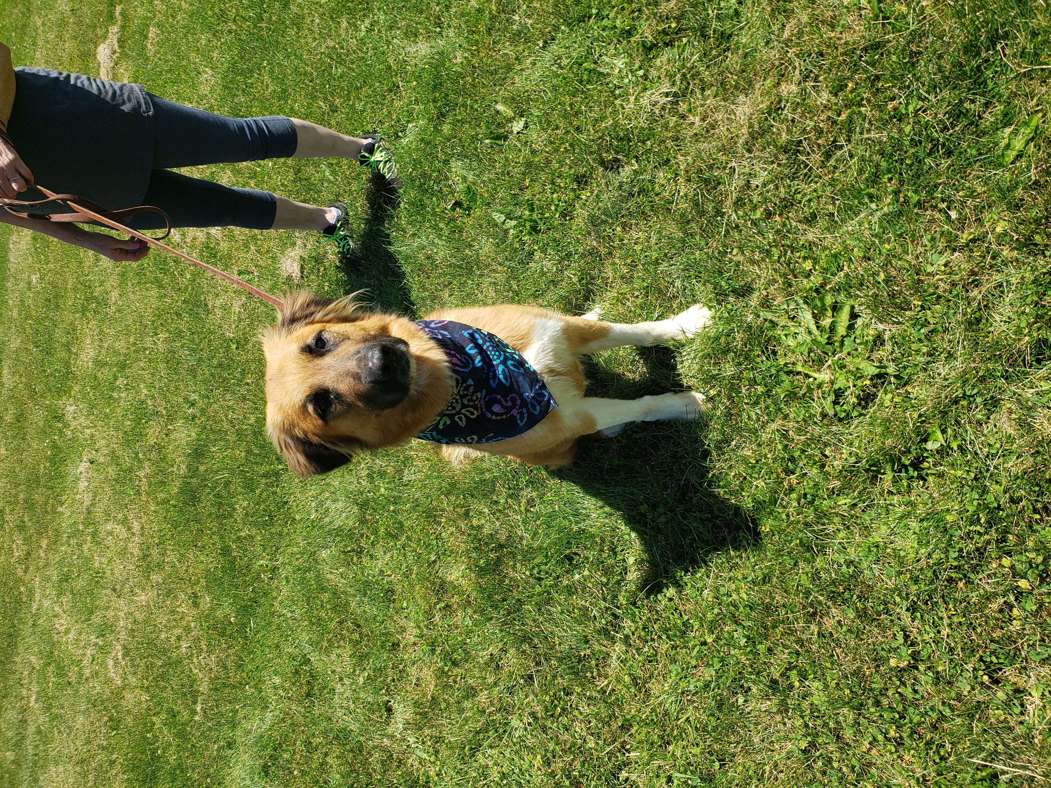 Enlarge Mila, a Adopted mixed breed in Mount Gilead, OH image 1/1