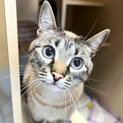 Darci, ADOPTABLE, Adult Female Siamese & Domestic Short Hair.