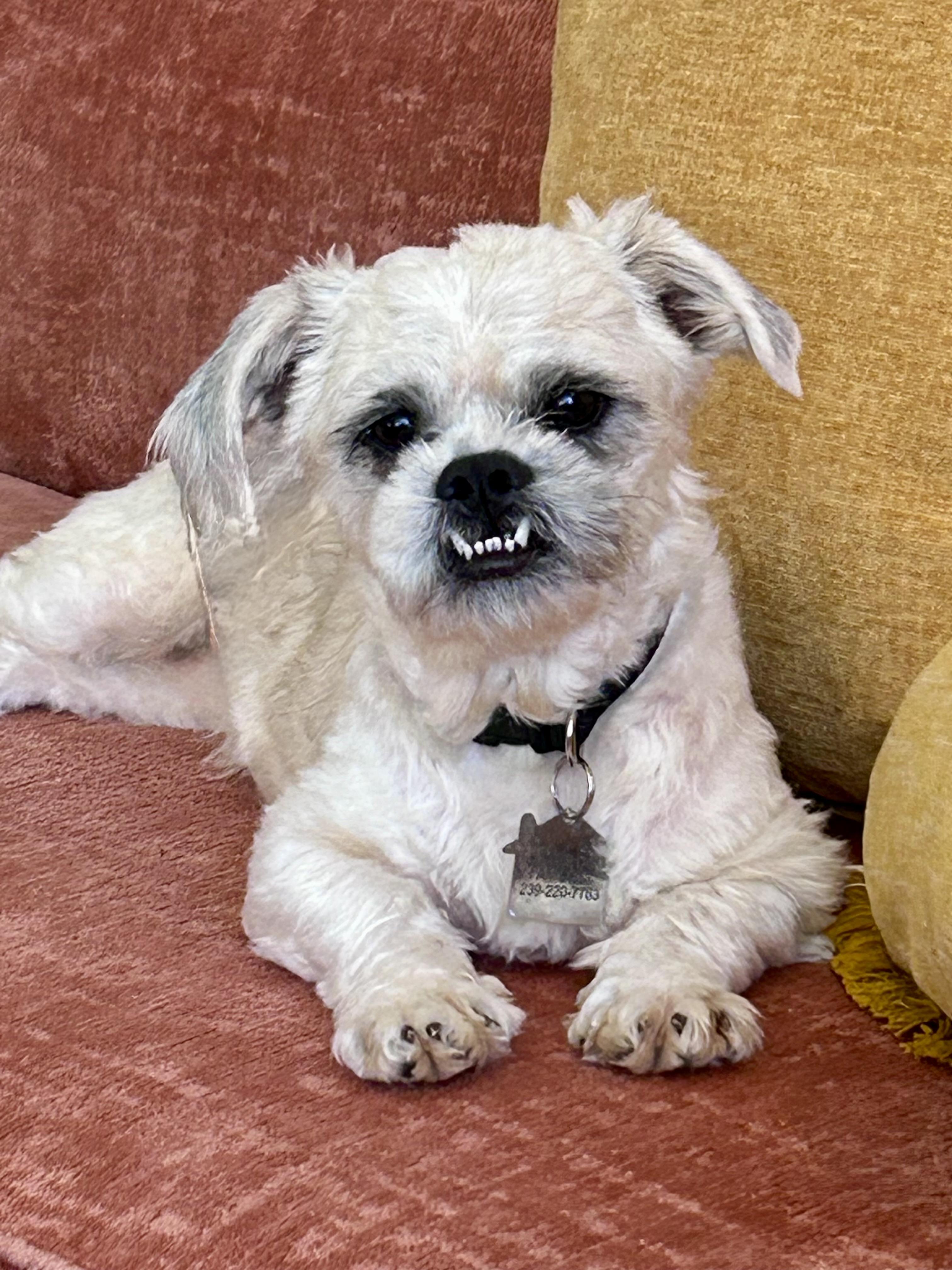 Lloyd, a Adoptable Shih Tzu in Cape Coral, FL image 1/4
