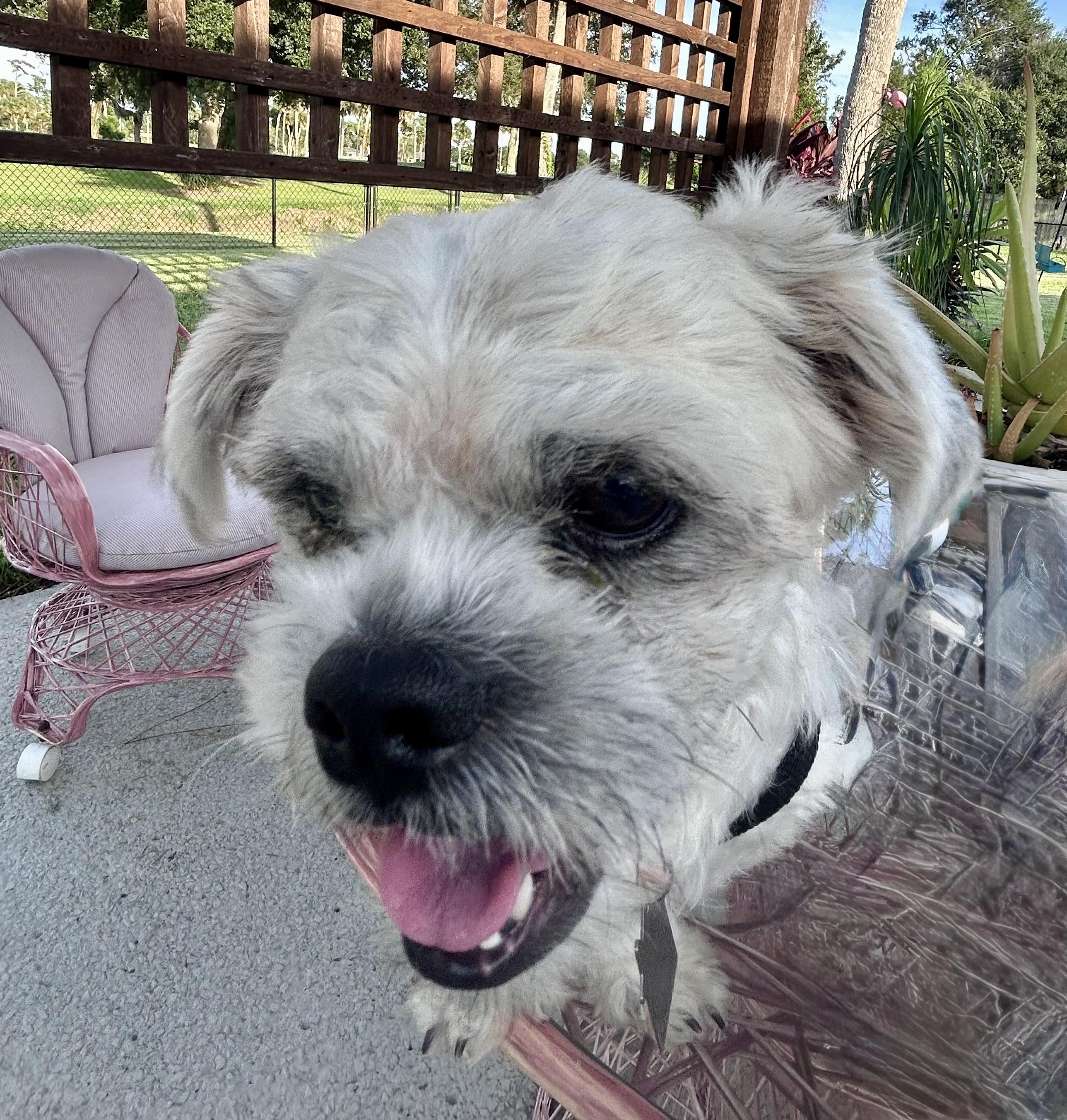 Lloyd, a Adoptable Shih Tzu in Cape Coral, FL image 2/4