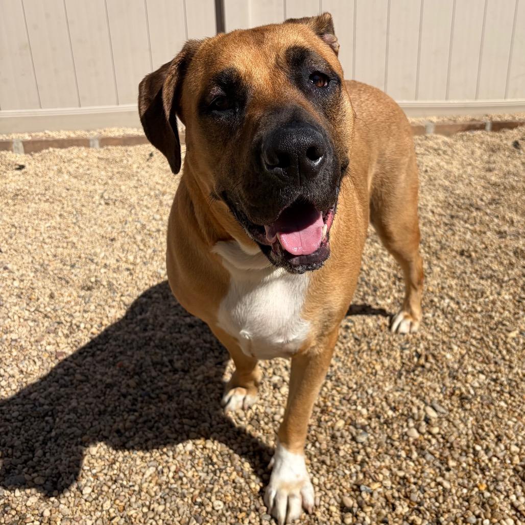 LA4070 Lightning, Adoptable, Adult Male Mastiff.