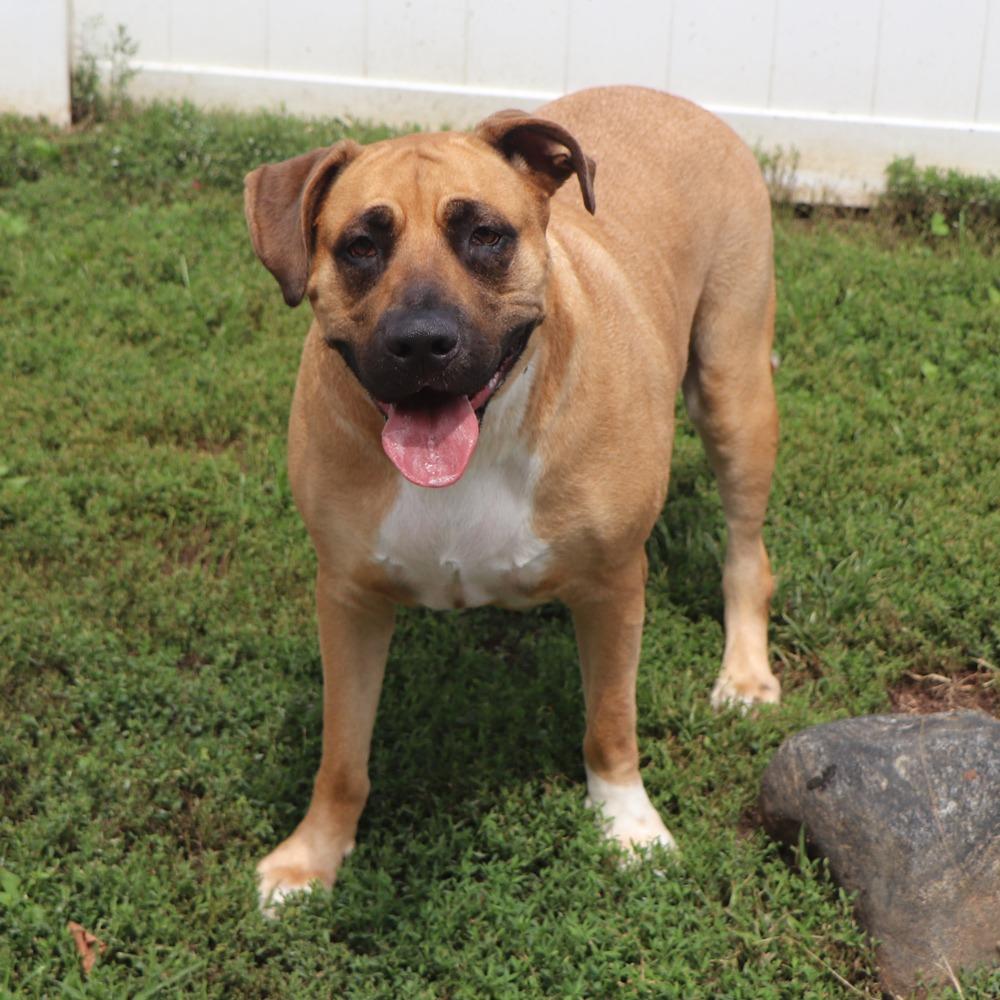 Enlarge LA4070 Lightning, a Adoptable Mastiff in Port Washington, NY image 2/4