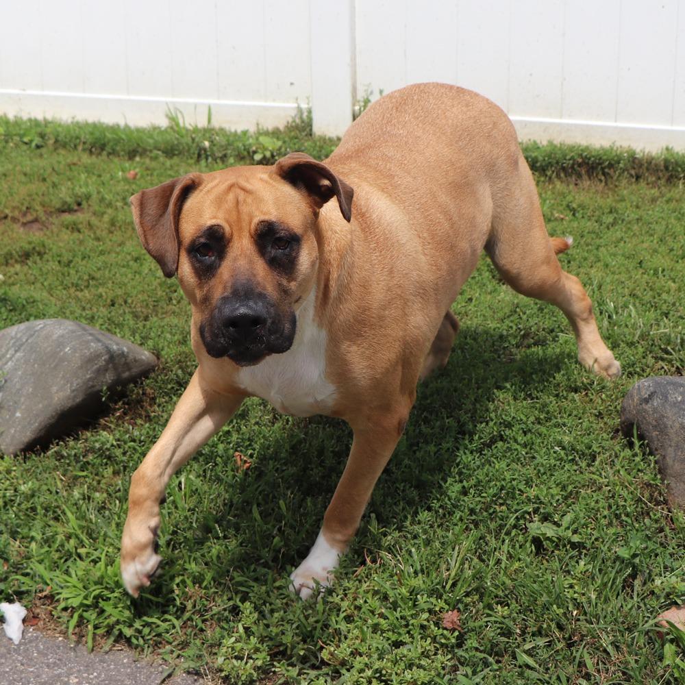 Enlarge LA4070 Lightning, a Adoptable Mastiff in Port Washington, NY image 3/4