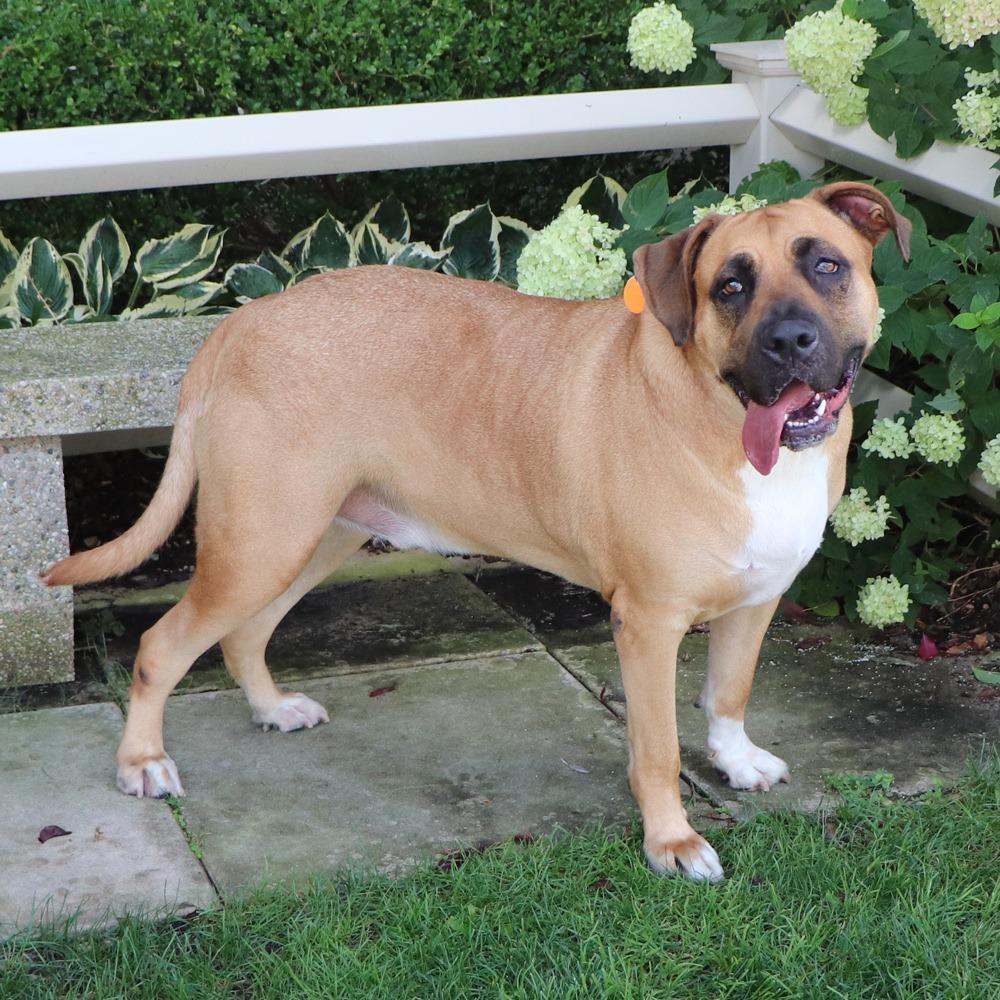 Enlarge LA4070 Lightning, a Adoptable Mastiff in Port Washington, NY image 4/4