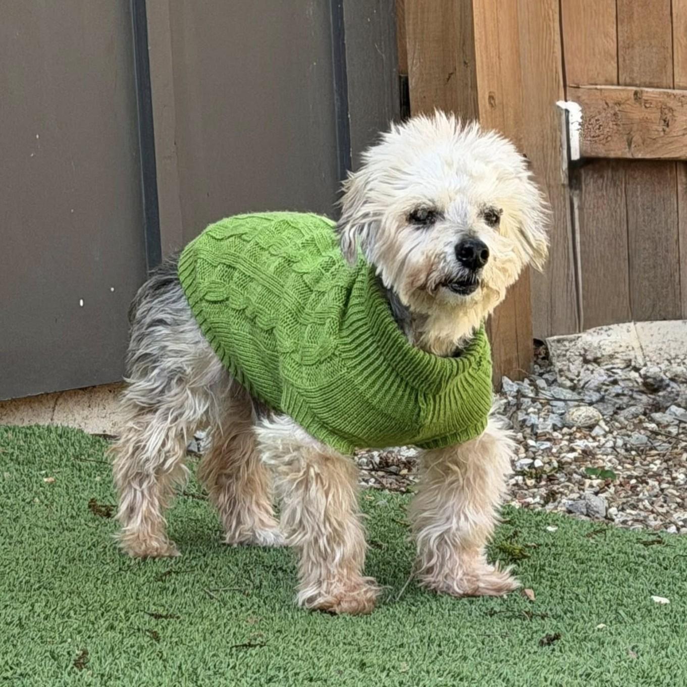 Theo, adoptable, Senior Male Poodle.