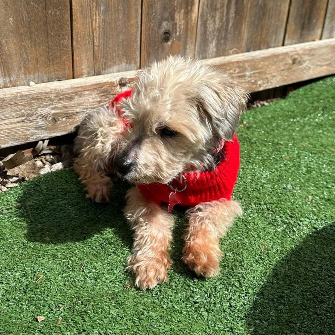 Enlarge Theo, an adoptable mixed breed in Shawnee, KS image 2/6