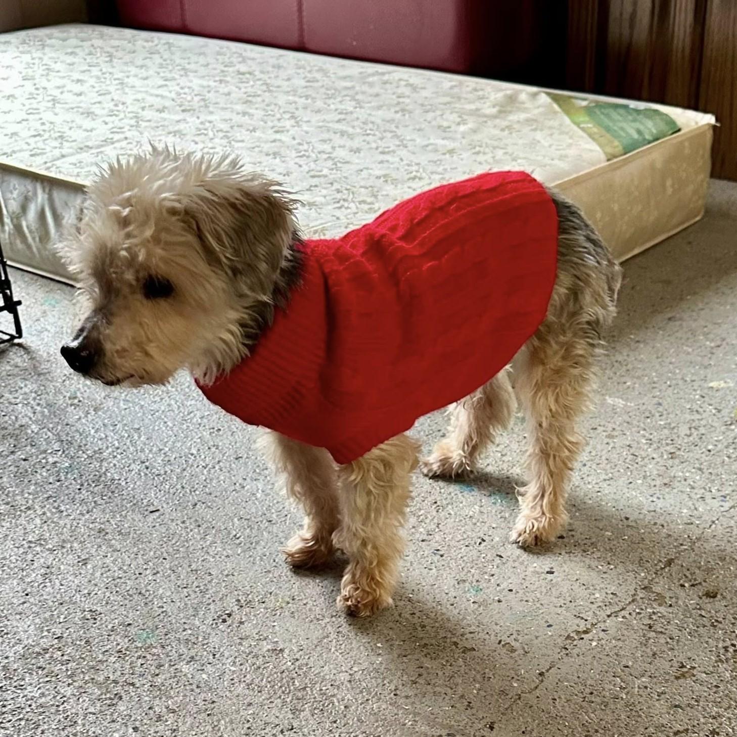 Enlarge Theo, an adoptable mixed breed in Shawnee, KS image 3/6