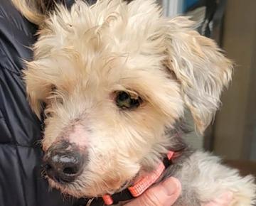 Enlarge Theo, an adoptable mixed breed in Shawnee, KS image 6/6