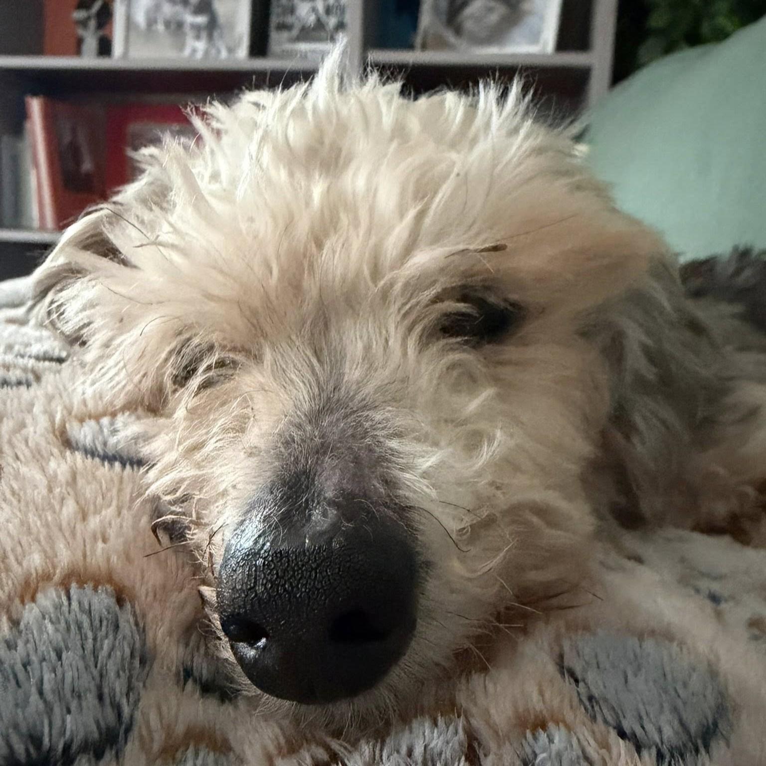 Enlarge Theo, an adoptable mixed breed in Shawnee, KS image 4/6