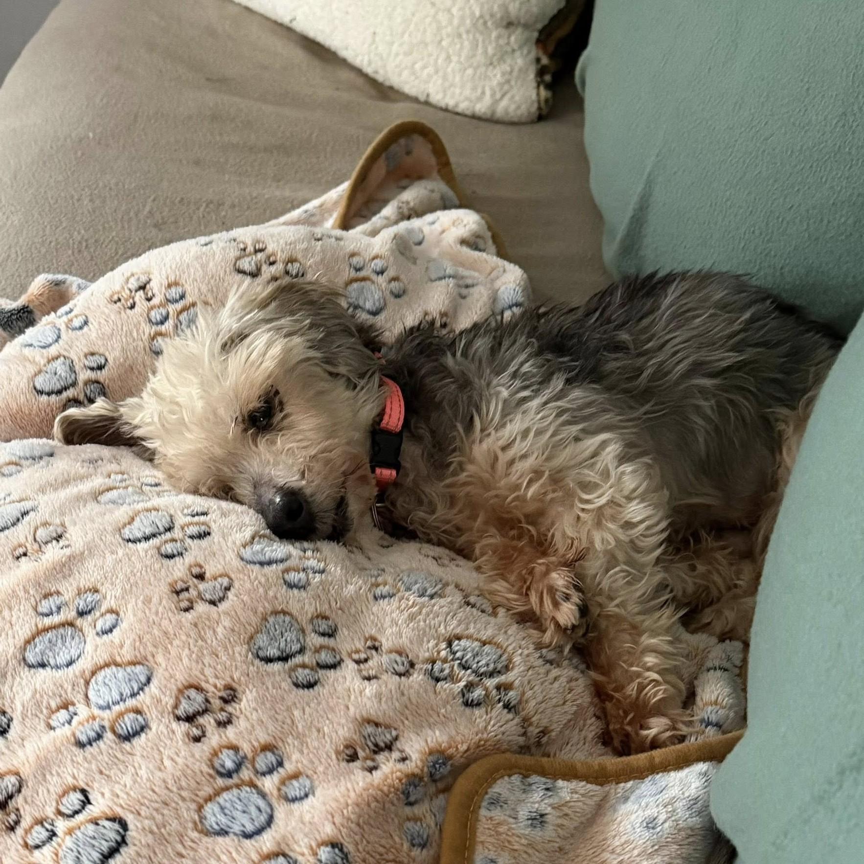 Enlarge Theo, an adoptable mixed breed in Shawnee, KS image 5/6