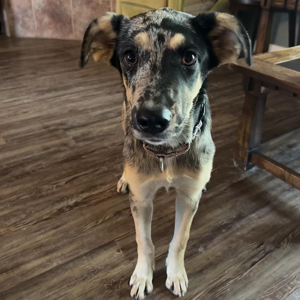 Lilo (Finch), a Adoptable mixed breed in Fort Smith, AR image 1/6