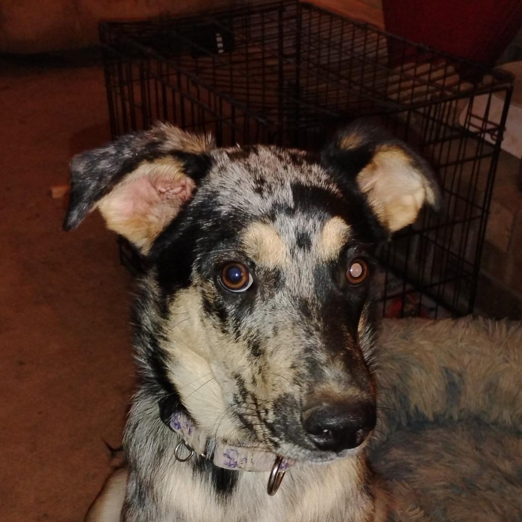 Lilo (Finch), a Adoptable mixed breed in Fort Smith, AR image 3/6