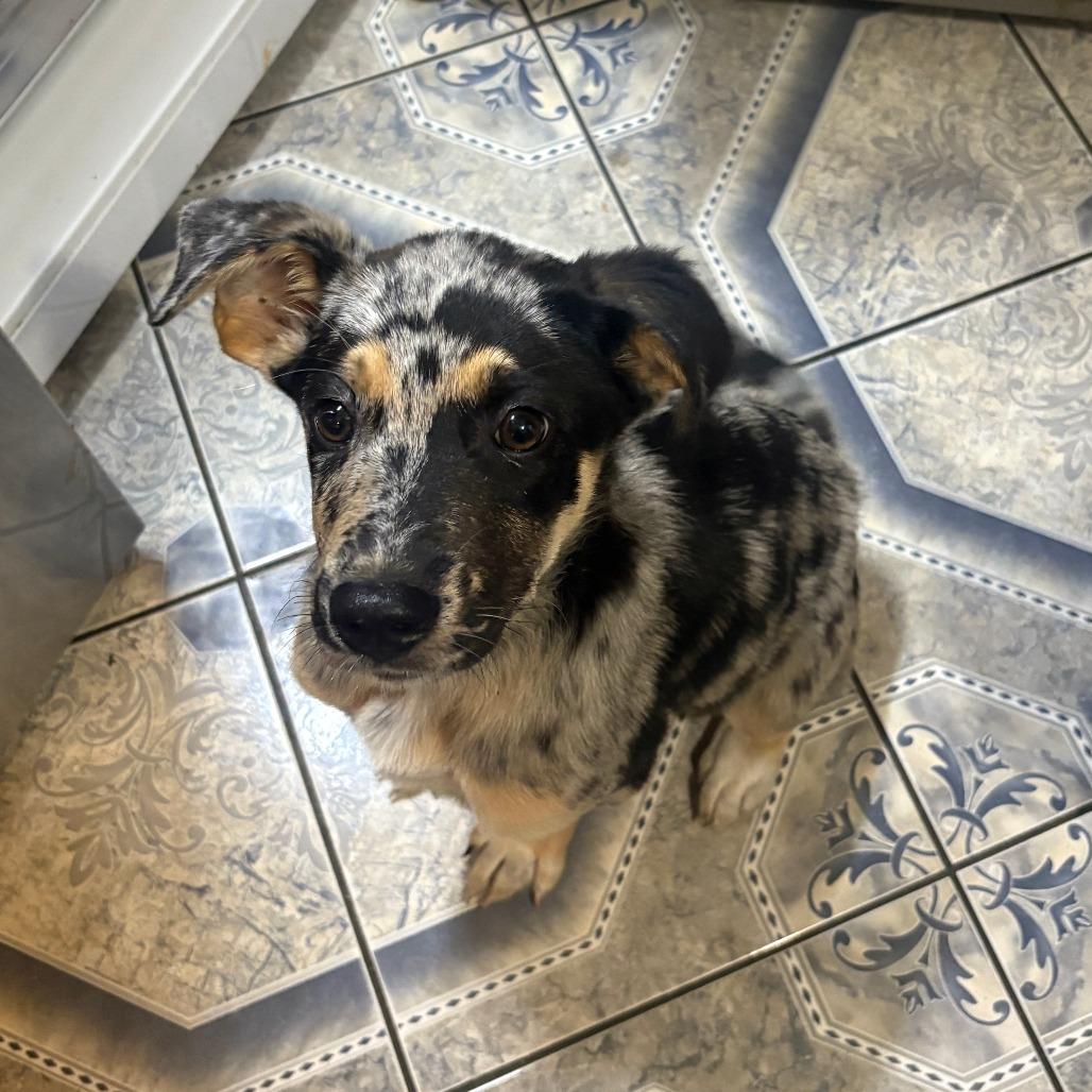 Lilo (Finch), a Adoptable mixed breed in Fort Smith, AR image 4/6