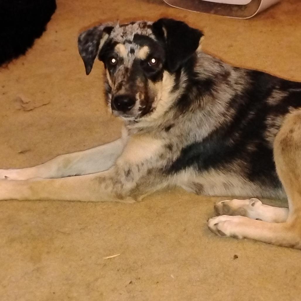 Lilo (Finch), a Adoptable mixed breed in Fort Smith, AR image 6/6