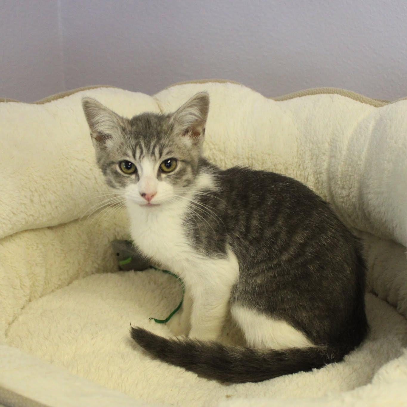 Chandler, adopted, Young Male Domestic Short Hair.