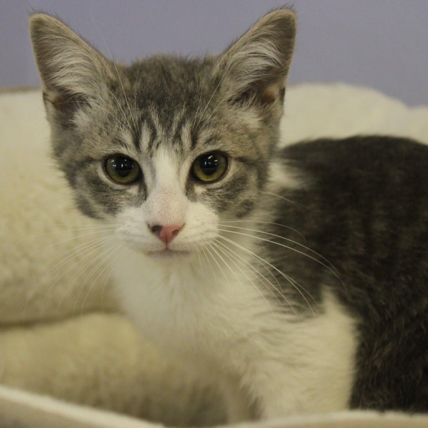 Enlarge Chandler, an adopted mixed breed in Weaverville, CA image 2/4