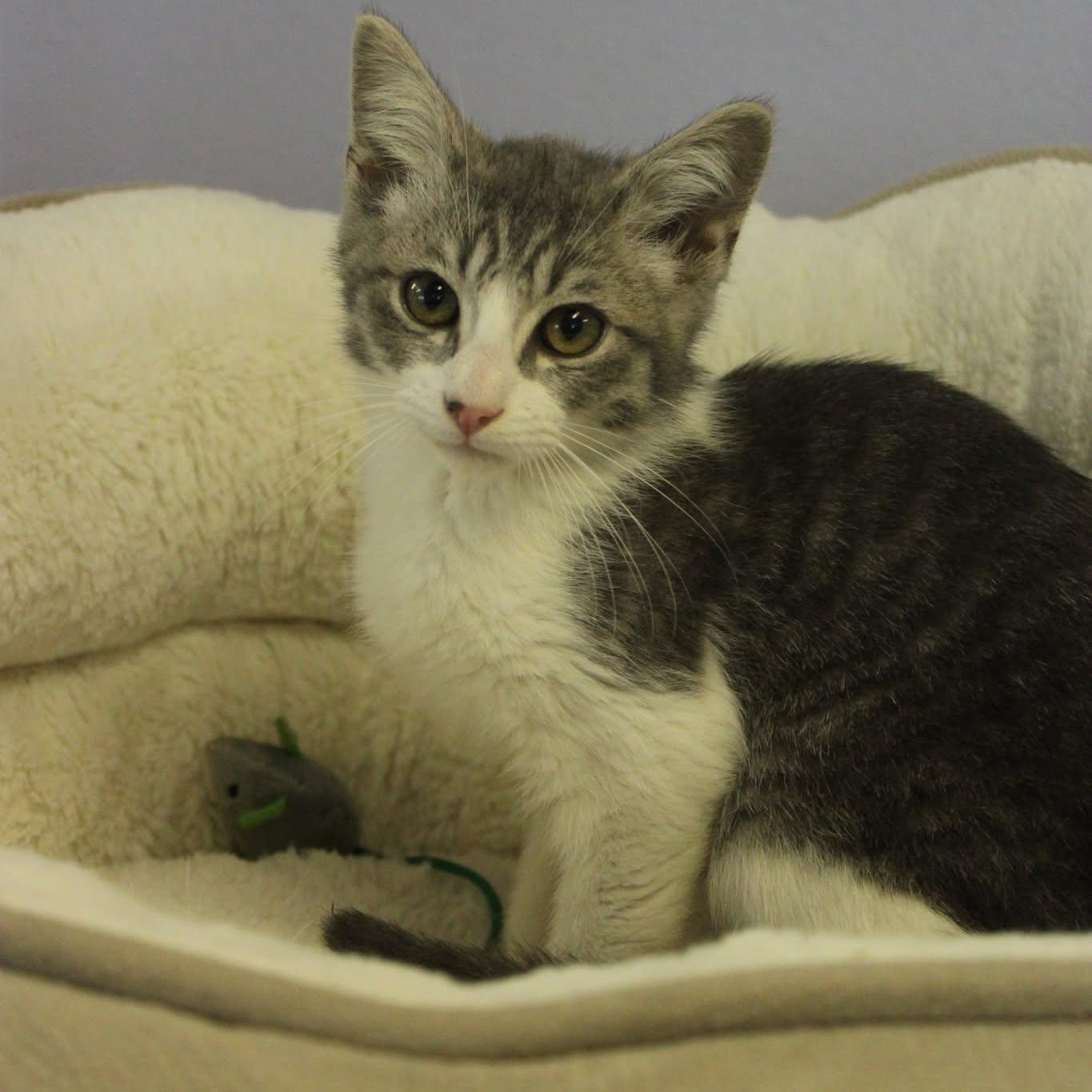 Enlarge Chandler, an adopted mixed breed in Weaverville, CA image 3/4