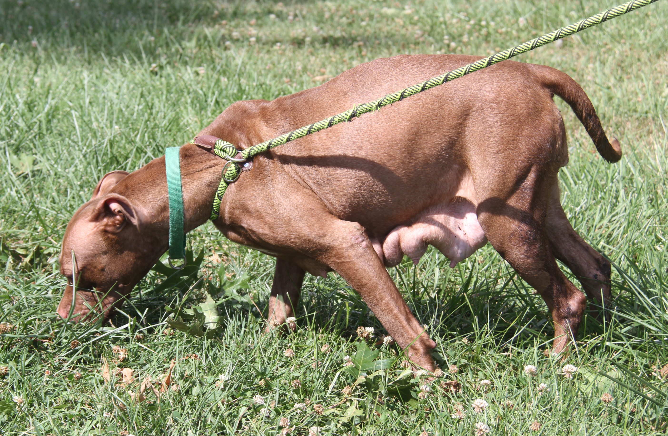 Enlarge Padme (Spayed), a Adoptable mixed breed in Marietta, OH image 6/6