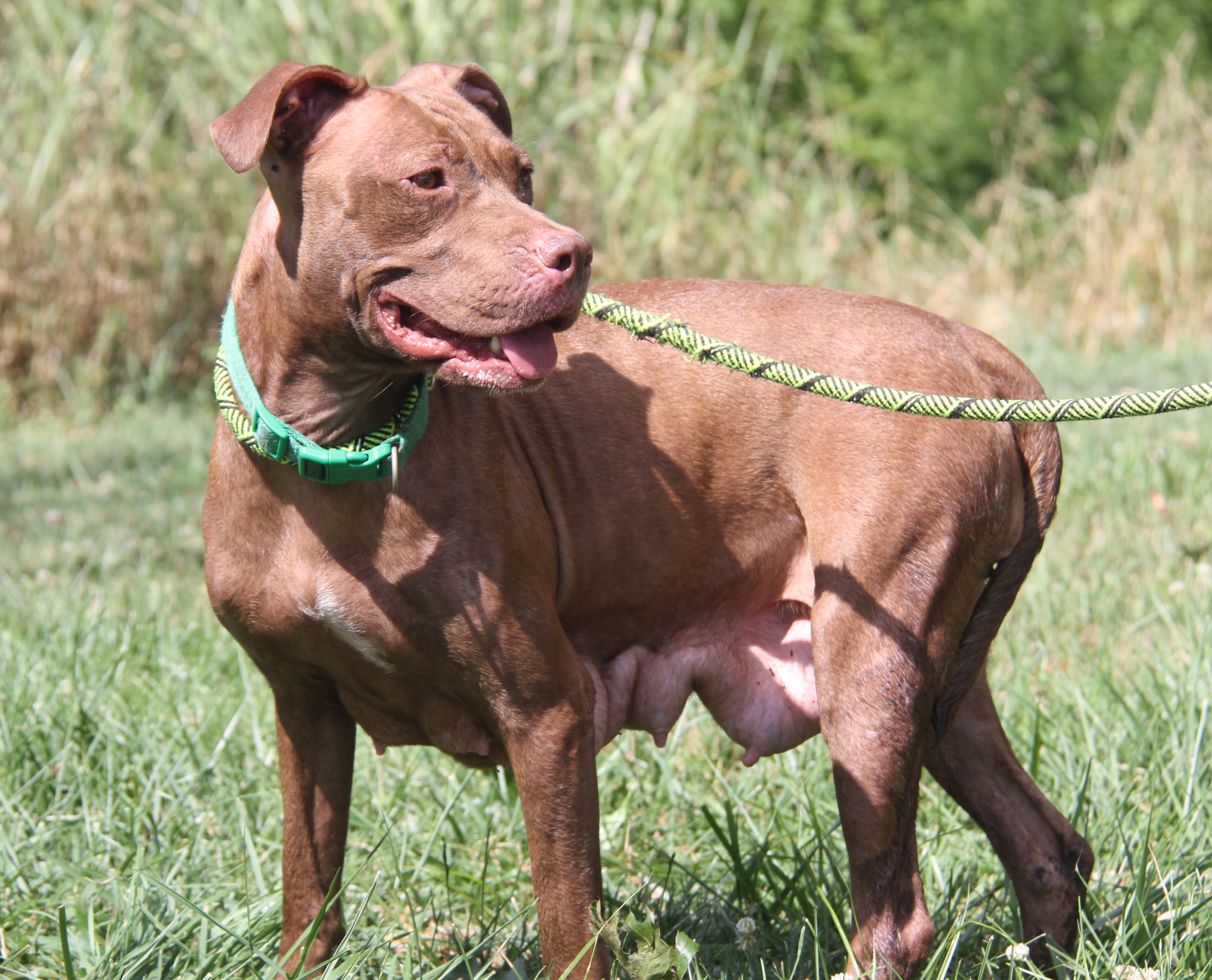 Enlarge Padme (Spayed), a Adoptable mixed breed in Marietta, OH image 3/6