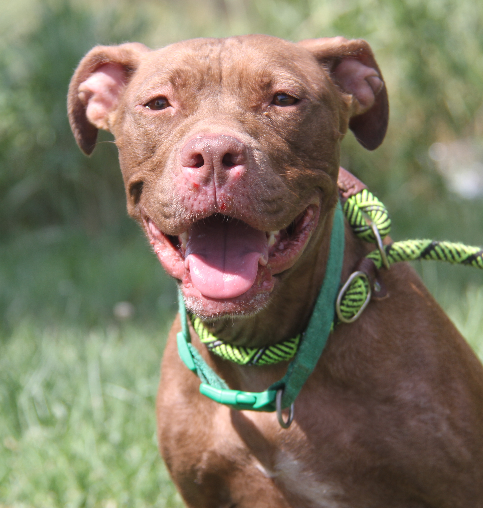 Enlarge Padme (Spayed), a Adoptable mixed breed in Marietta, OH image 4/6