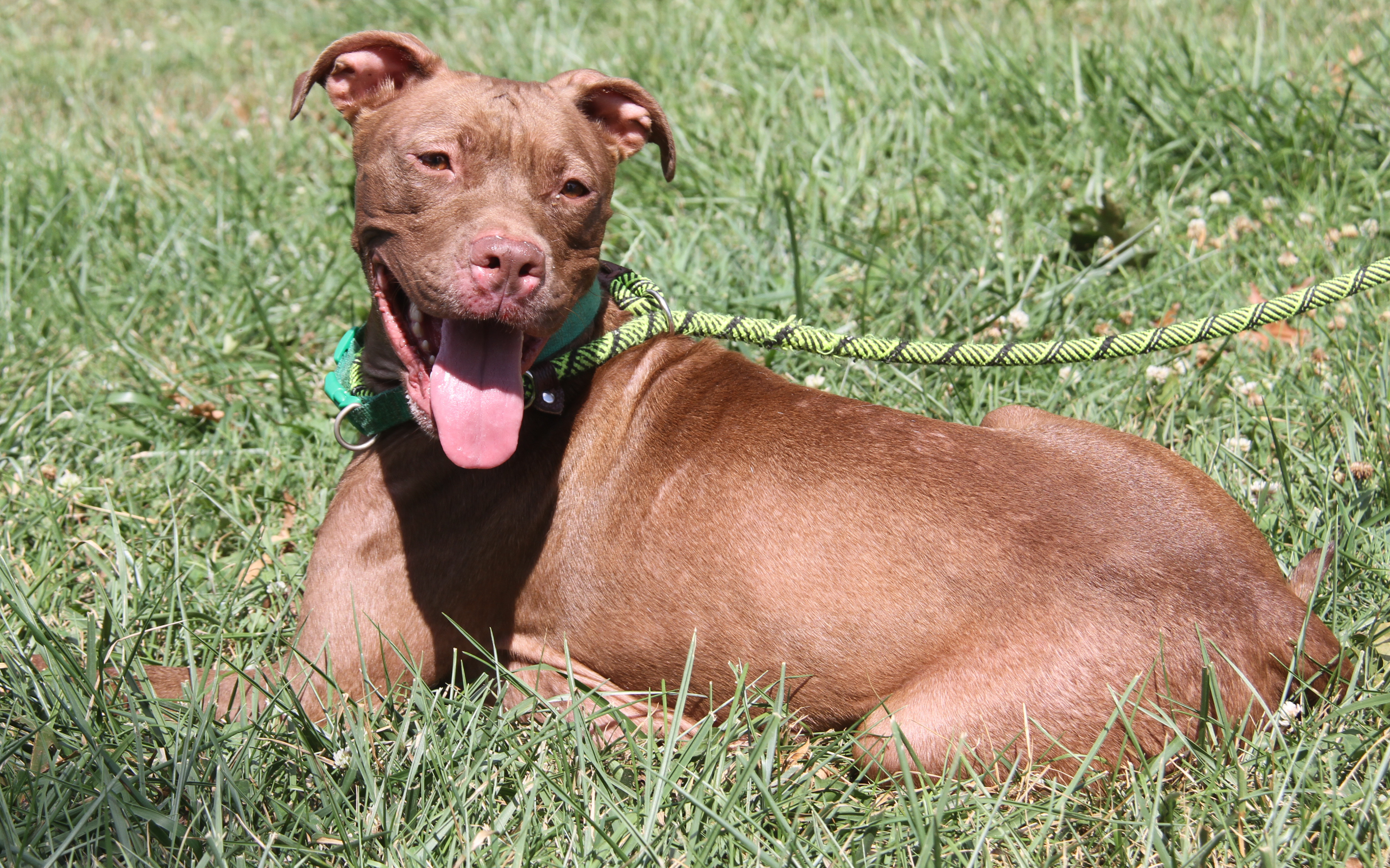 Enlarge Padme (Spayed), a Adoptable mixed breed in Marietta, OH image 2/6