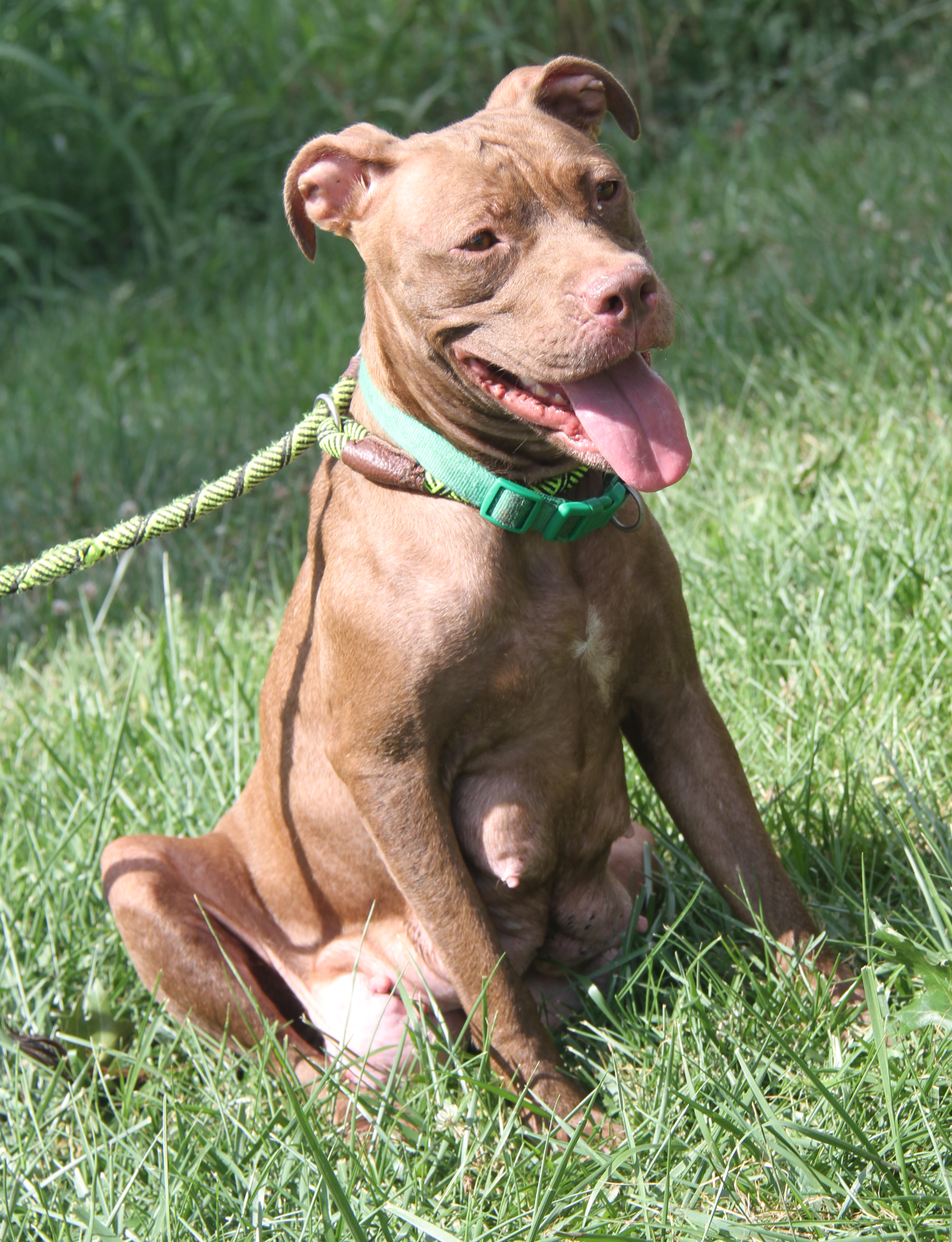 Padme (Spayed), Adult Female Pit Bull Terrier