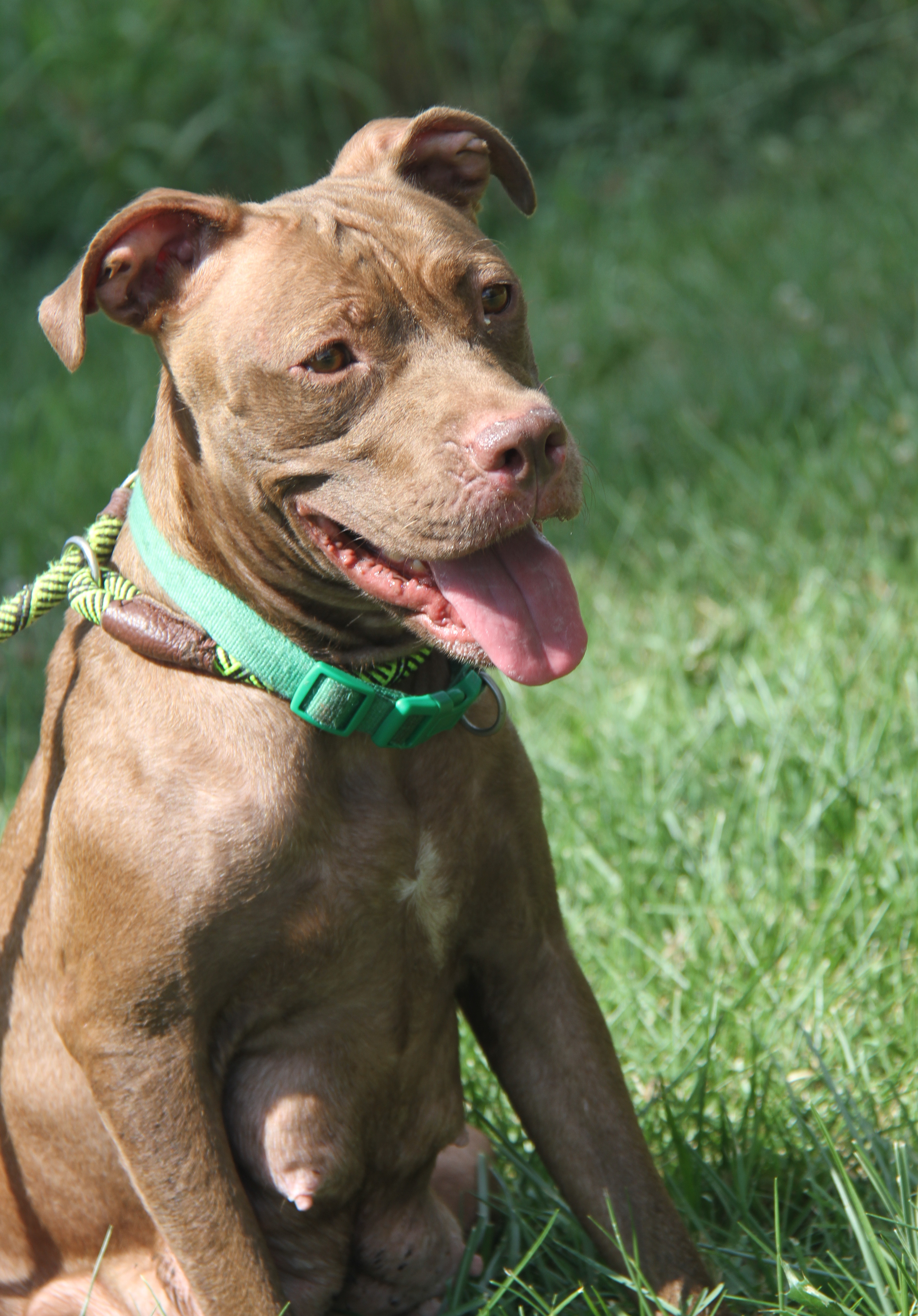 Enlarge Padme (Spayed), a Adoptable mixed breed in Marietta, OH image 5/6