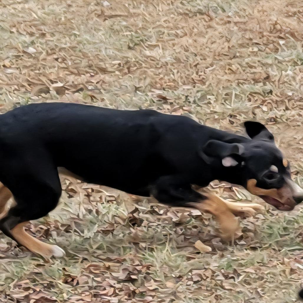 Enlarge Hazel *Adoption Fee Covered + Free Training*, a Adoptable Mixed Breed in Alexandria, VA image 1/4