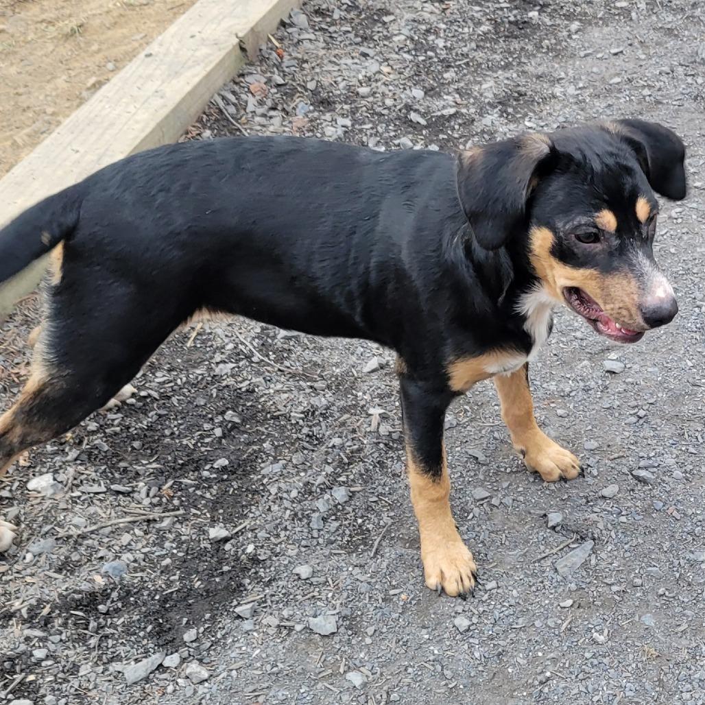 Enlarge Hazel *Adoption Fee Covered + Free Training*, a Adoptable Mixed Breed in Alexandria, VA image 2/4