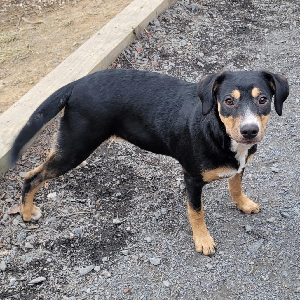 Enlarge Hazel *Adoption Fee Covered + Free Training*, a Adoptable Mixed Breed in Alexandria, VA image 3/4