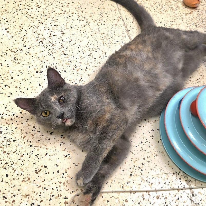 Tina, Adoptable, Young Female Domestic Short Hair.