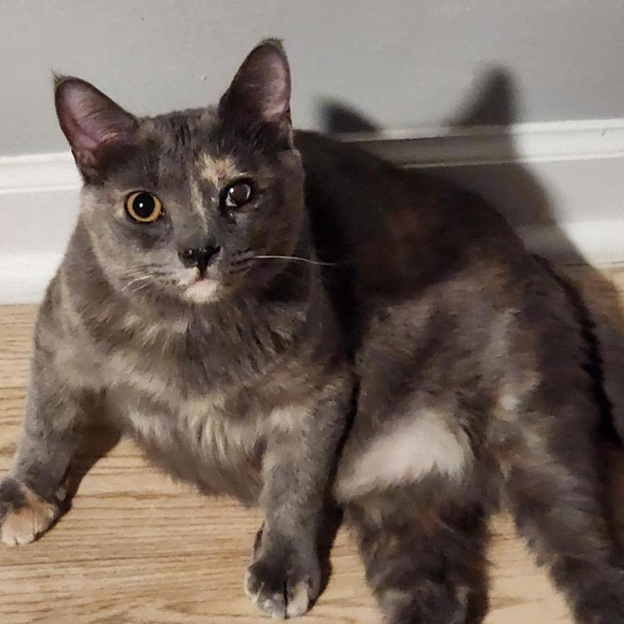 Enlarge Tina, a Adoptable Domestic Short Hair in Newport News, VA image 2/2