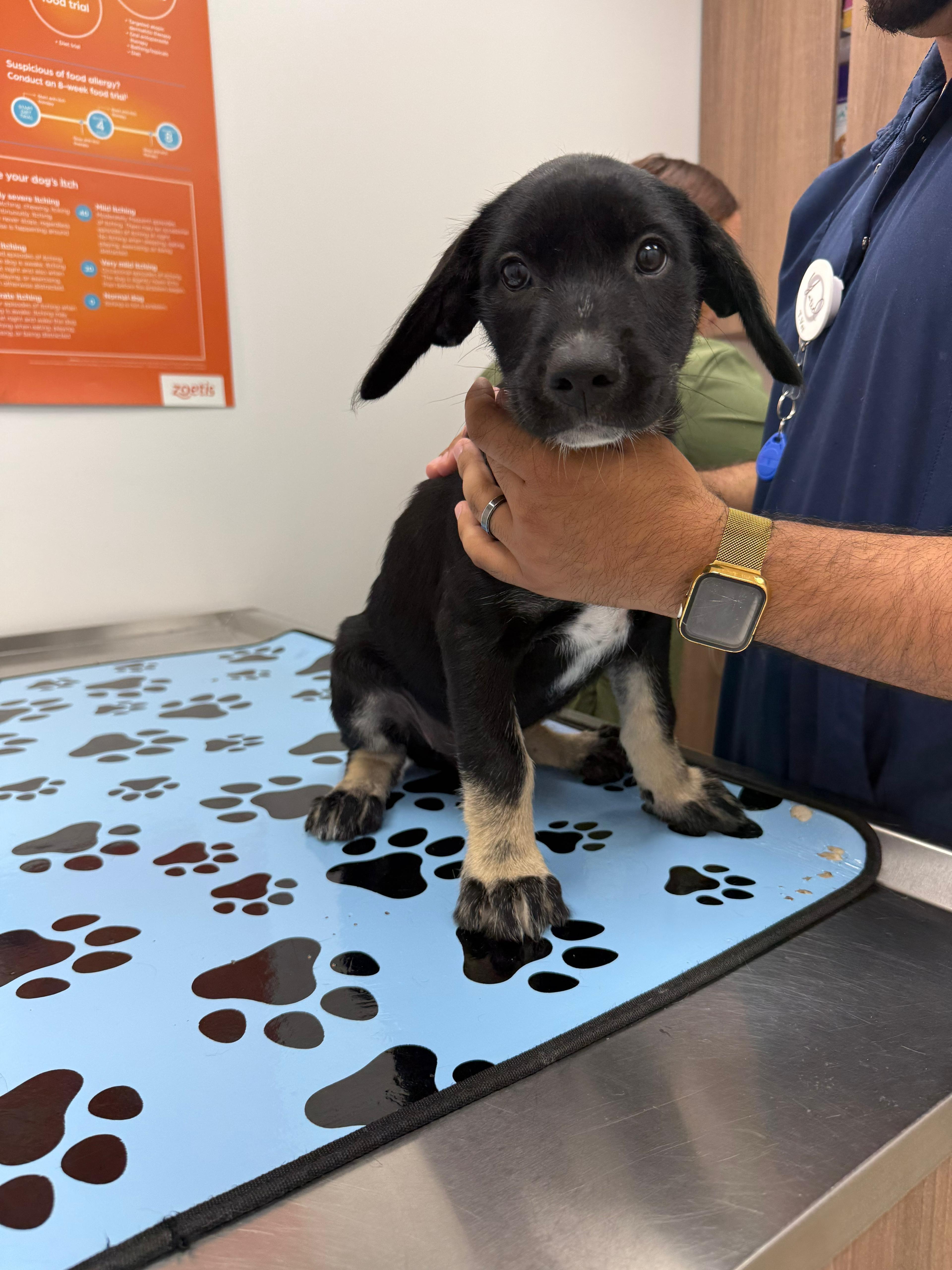 Enlarge Lola, a ADOPTABLE mixed breed in Yardly, PA image 5/5