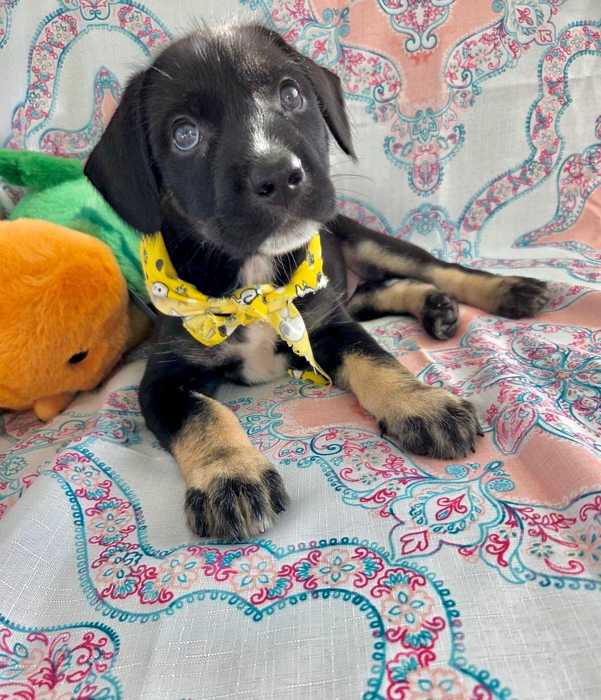 Lola, ADOPTABLE, Puppy Female Shepherd.