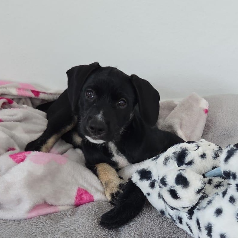 Lola, a ADOPTABLE mixed breed in Huntington, NY image 6/6