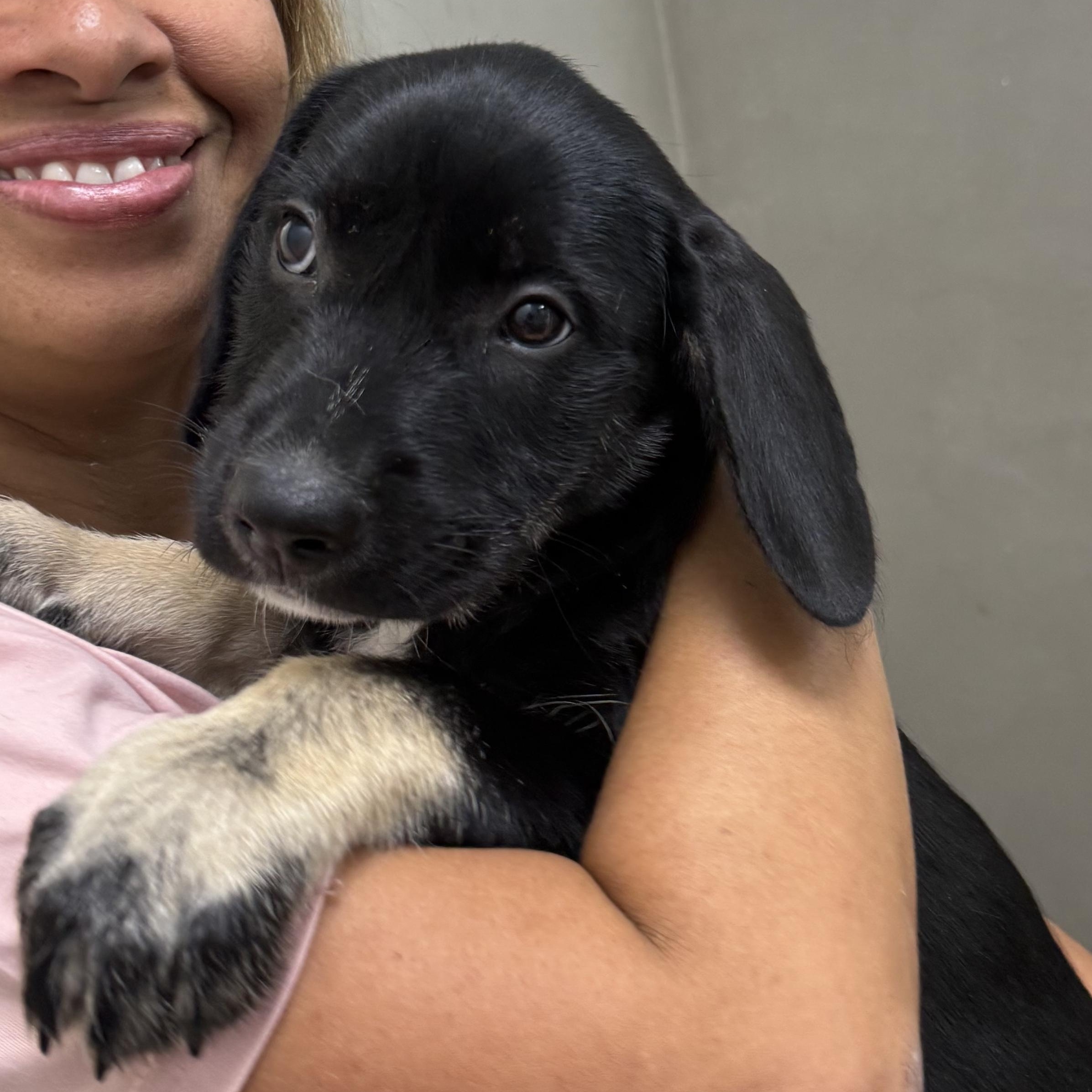 Lola, ADOPTABLE, Puppy Female Labrador Retriever.